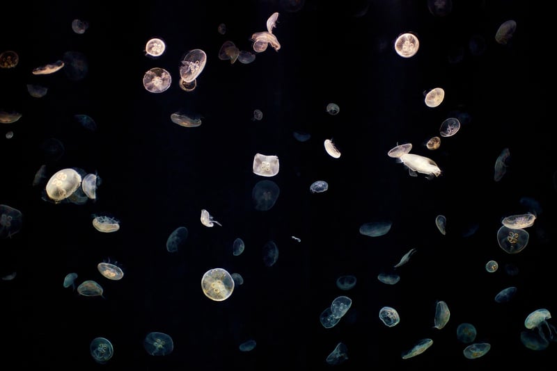 Marine Life Encounters